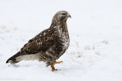 410 Rauhfußbussard - Buteo lagopus